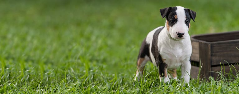 How to Train a Puppy to Stay Out of the Litter Box How to Train a Puppy to Stay Out of the Litter Box